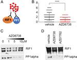 PP1 alpha Antibody
