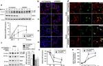 Rab4 Antibody