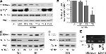 NFAT5 Antibody