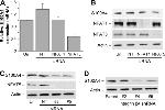 NFAT5 Antibody