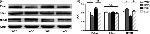 Phospho-Tau (Ser262) Antibody