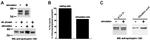 SNTB2 Antibody