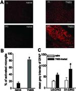 GFAP Antibody