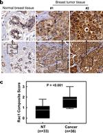 RAC1 Antibody