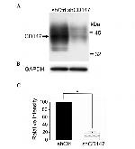 CD147 Antibody