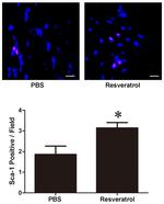 Ly-6A/E (Sca-1) Antibody