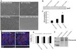 APOE Antibody