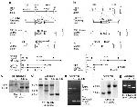 THRA/THRB Antibody