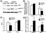 PDHA1 Antibody