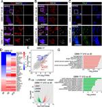 Tau Antibody