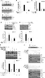 NFATC1 Antibody