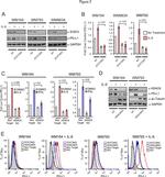 PD-L1 Antibody