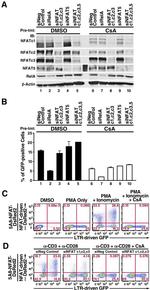 NFAT5 Antibody