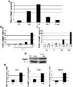 ANGPTL4 Antibody