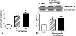 GPR35 Antibody