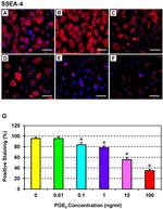 SSEA4 Antibody