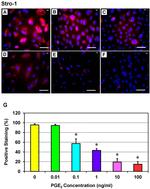 STRO-1 Antibody