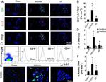 CD4 Antibody