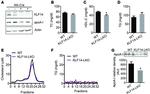 KLF14 Antibody