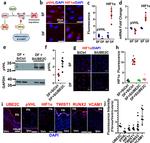 VHL Antibody in Western Blot, Immunocytochemistry (WB, ICC/IF)