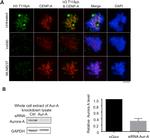 Aurora A Antibody