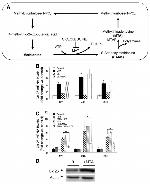 Connexin 26 Antibody