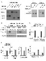 NFAT5 Antibody