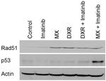 RAD51 Antibody