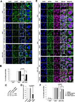 VCP Antibody