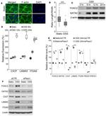 Laminin alpha-5 Antibody