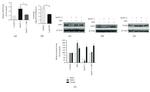 TFAM Antibody