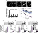 HSP70 Antibody