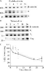 ATP1B1 Antibody