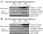 JAM3 Antibody