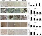 FOXP3 Antibody