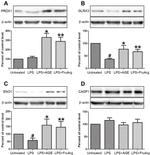 ENO1 Antibody