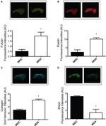 alpha-ENaC Antibody