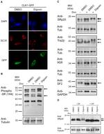 SRSF3 Antibody