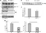 Synaptotagmin 1 Antibody