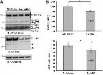 Synaptotagmin 1 Antibody