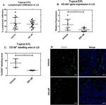 CD68 Antibody