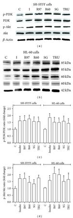 Phospho-PI3K p85/p55 (Tyr458, Tyr199) Antibody