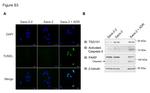 PARP1 Antibody