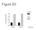 Zap-70 Antibody