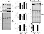 CaV1.1 Antibody in Western Blot (WB)