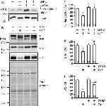 CaV1.1 Antibody in Western Blot (WB)