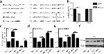 PAX6 Antibody in Western Blot (WB)