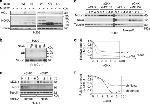 NOXA Antibody