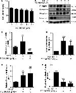 Fibronectin Antibody in Western Blot (WB)