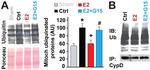 Ubiquitin Antibody